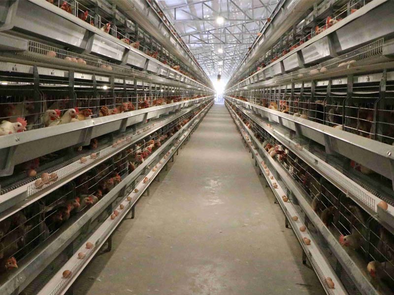 明旺機(jī)械 ▎層疊式蛋雞籠養(yǎng)飼養(yǎng)管理要點